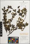 Foto von Salix myrsinifolia Salisb.